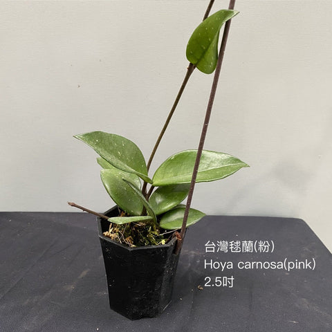 Hoya carnosa, pink