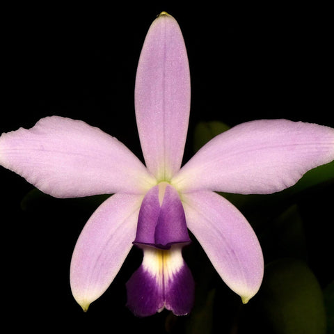 C. violacea f. coerulea