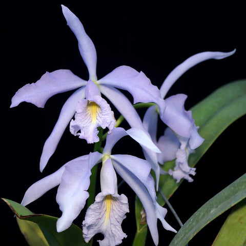 C. maxima f. coerulea x sib - square crop