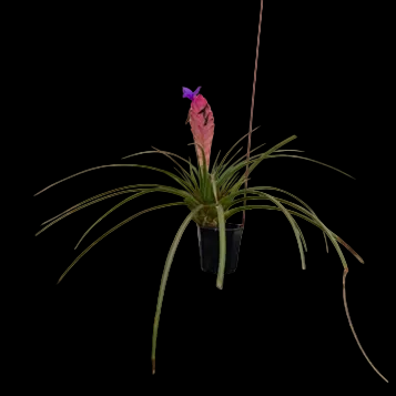 Till. cyanea