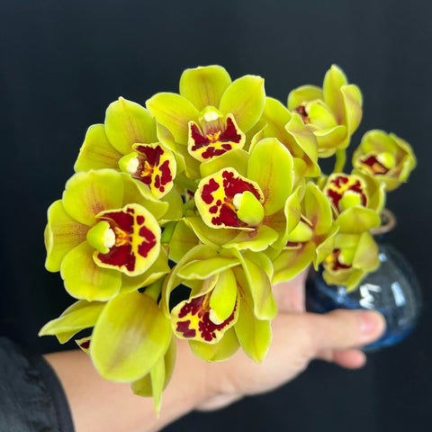Cym. Sunshine Falls, yellow base flowers