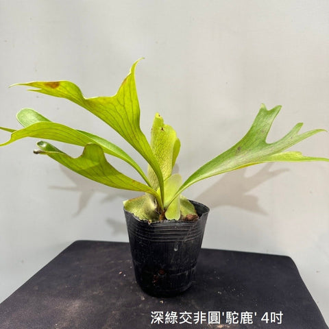 Plat. hillii x alcicorne 'Moose' - square crop