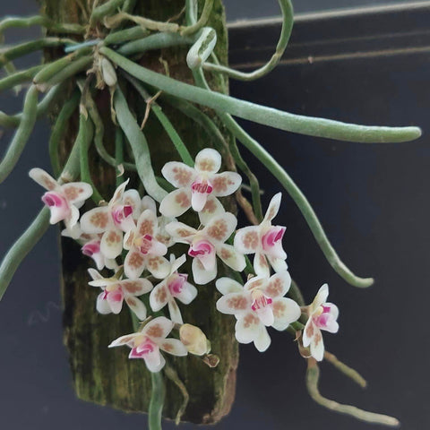 Chil. viridiflava or shanica 'Sakura' - square crop