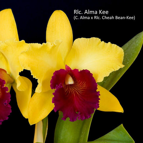 Rlc. Alma Kee