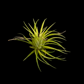 Till. ionantha 'Druid'