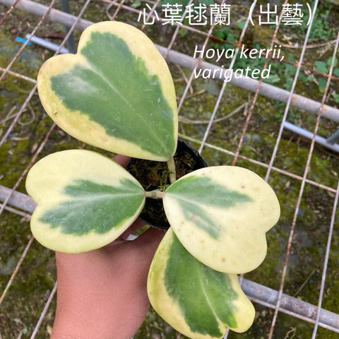Hoya kerrii, variegated