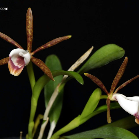 C. araguaiensis x sib - square crop