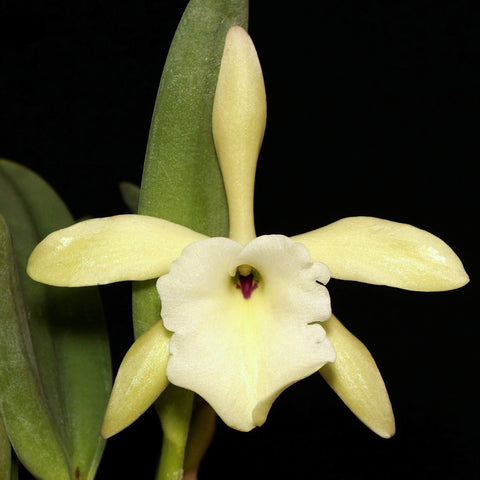 Rl. glauca