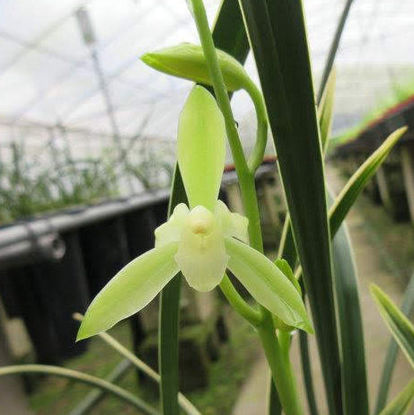 Cym. ensifolium Tie Gu Jin Qi