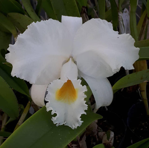 C. trianaei f. albescens
