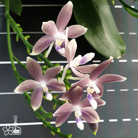 法爾。 speciosa "Mauve" 罩花蝴蝶“芋頭色”
