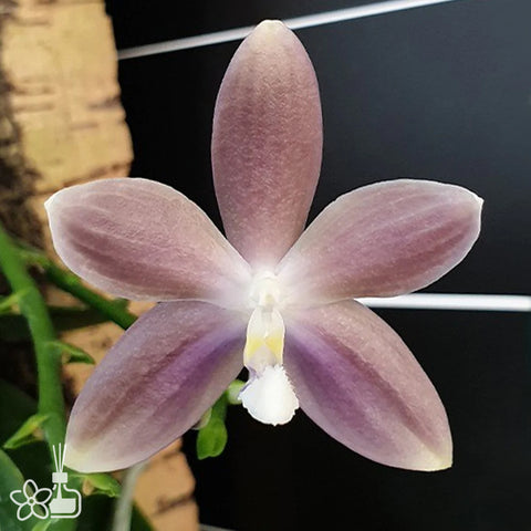 法爾。 speciosa "Mauve" 罩花蝴蝶“芋頭色”