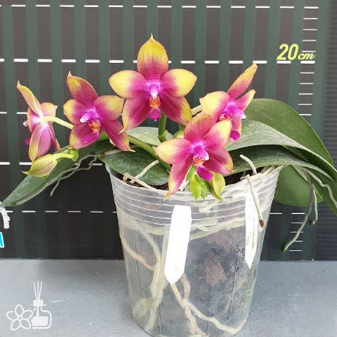 Phal. Meidarland Kaiulani 700 凱烏蘭妮700