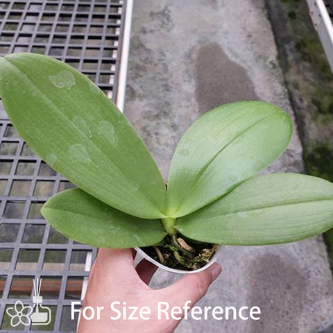 Phal. Meidarland Kaiulani 700 凱烏蘭妮700