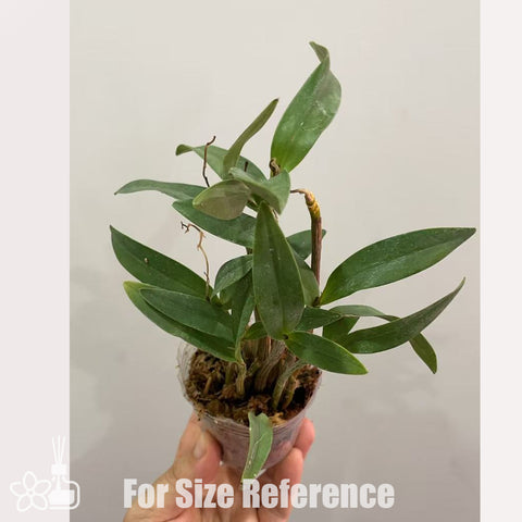 書房。 cucumerinum × sib 苦瓜石斛