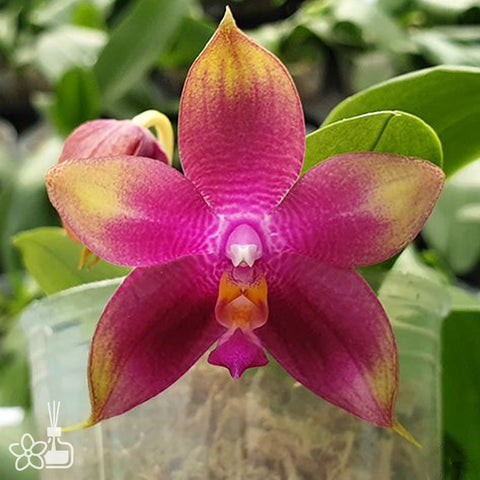 Phal. Meidarland Kaiulani 700 凱烏蘭妮700
