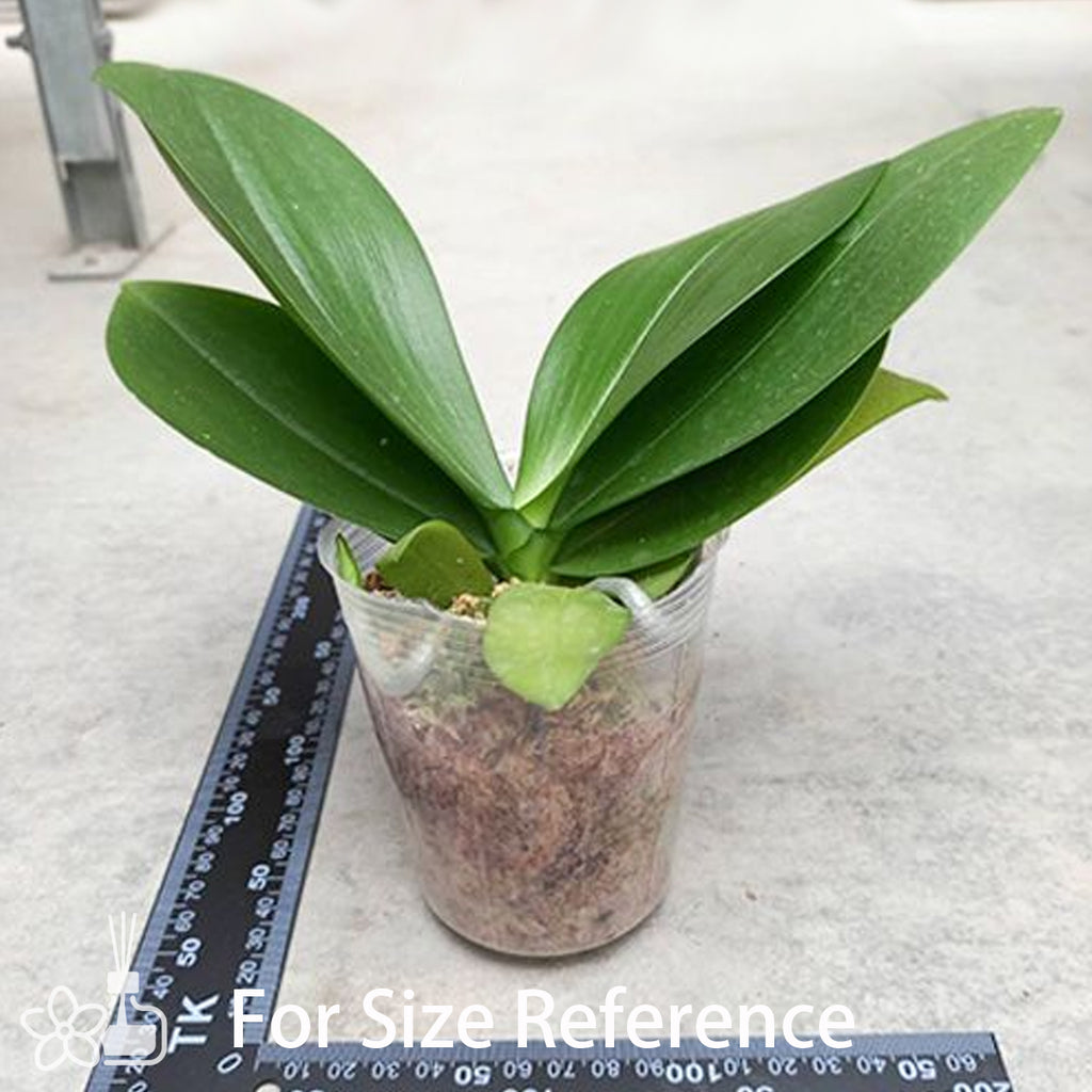 Phal. Yaphon Perfume 'Yellow' 黃色香水[APR Pre-Order] – Orchidmart