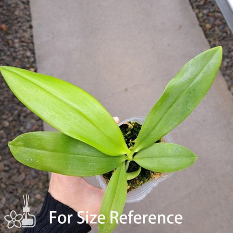 法爾。 speciosa "Mauve" 罩花蝴蝶“芋頭色”