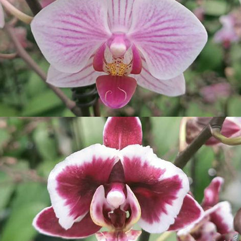 法爾。 hieroglyphica × sib 象形文字蝴蝶蘭兄弟交通