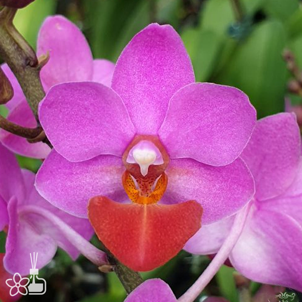 Phal. Liu's Triprince 'Pink' (peloric - 2 eyes) 粉紅三太子 (兩眼)[APR Pre-Order]