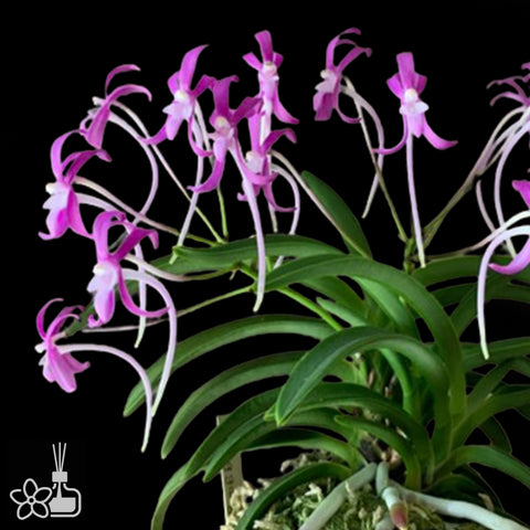 V.falcata Honggang 紅綱