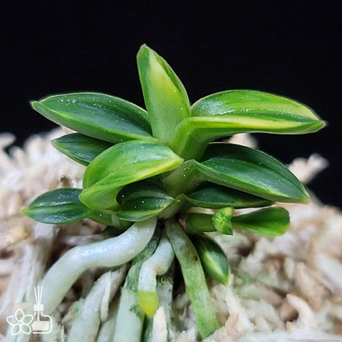 V.falcata Chwiwolho 翠月湖