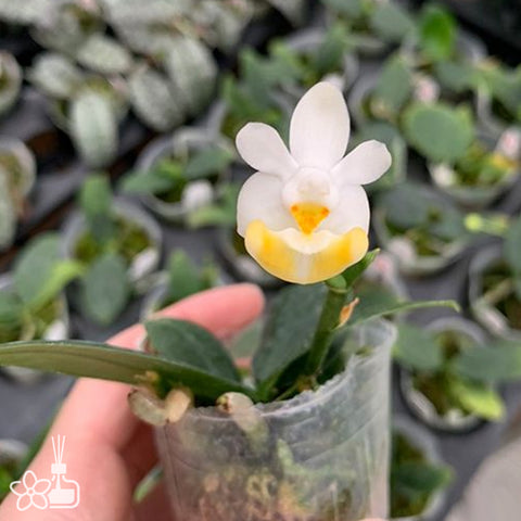 Phal. lobbii var. (flava × pink) 洛比蝴蝶黃×粉