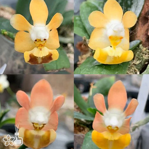 Phal. lobbii var. (flava × pink) 洛比蝴蝶黃×粉