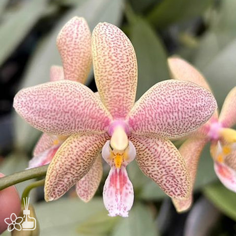 Phal. Bronze Maiden 青銅少女