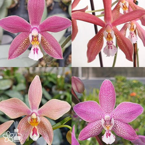Phal. Bronze Maiden 青銅少女