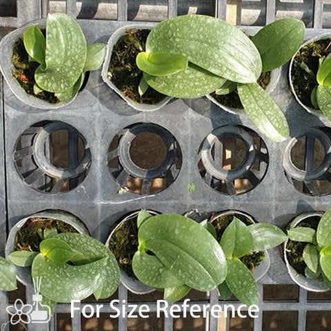 法爾。 LD的熊王“6S44”熊王6S44