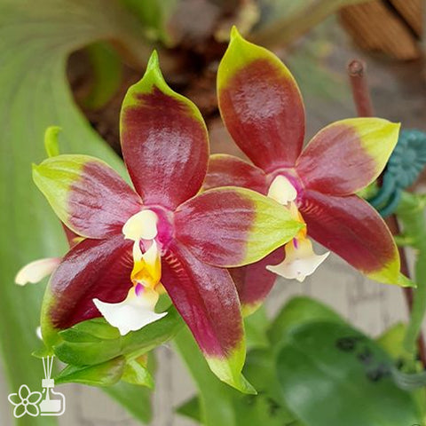 法爾。 LD的熊王“6S44”熊王6S44