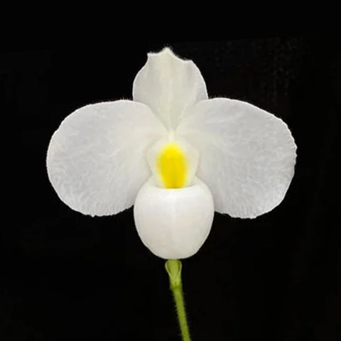 法爾。 speciosa "Mauve" 罩花蝴蝶“芋頭色”