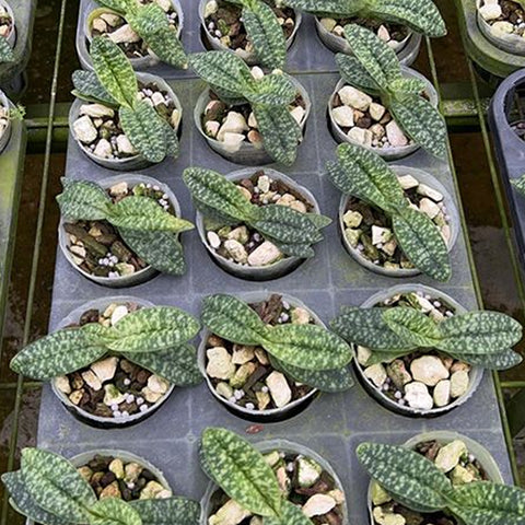 法爾。 speciosa "Mauve" 罩花蝴蝶“芋頭色”