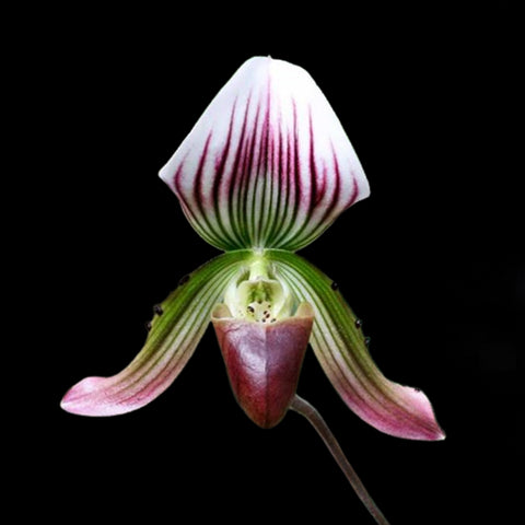 帕夫。 leucochilum × sib 尼克兄弟交