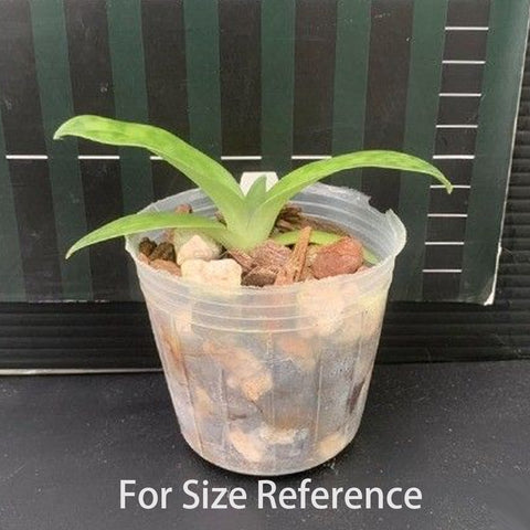 帕夫。 leucochilum × sib 尼克兄弟交