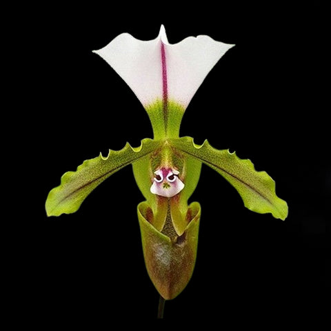 帕夫。 spicerianum × sib 小青蛙兄弟交