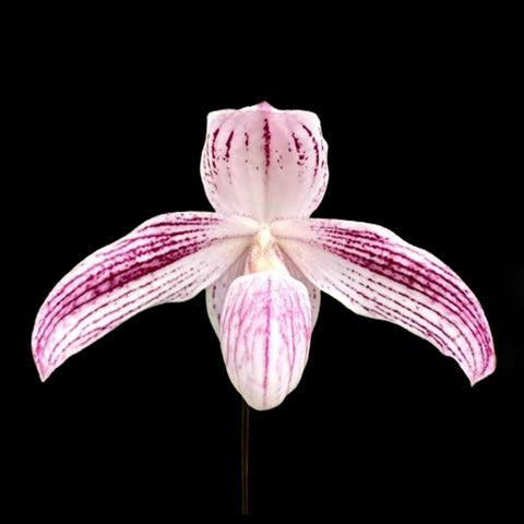 P. Mituo Reflex Dragon 'Blue -2' AM/AOS彌陀反射龍