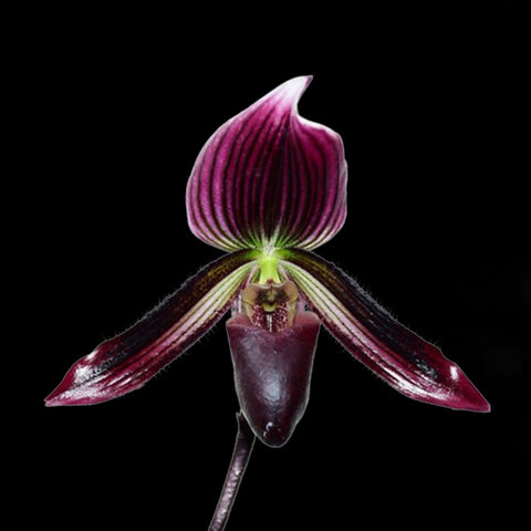 帕夫。 leucochilum × sib 尼克兄弟交