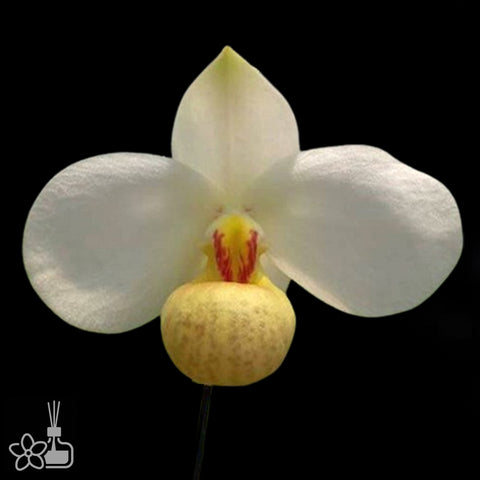 Paph. emersonii × sib 白花兜蘭[APR Pre-Order]