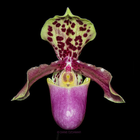 P. Mituo Reflex Dragon 'Blue -2' AM/AOS彌陀反射龍