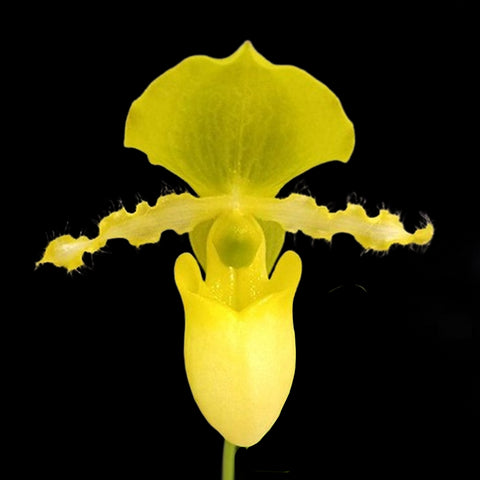 P. Mituo Reflex Dragon 'Blue -2' AM/AOS彌陀反射龍