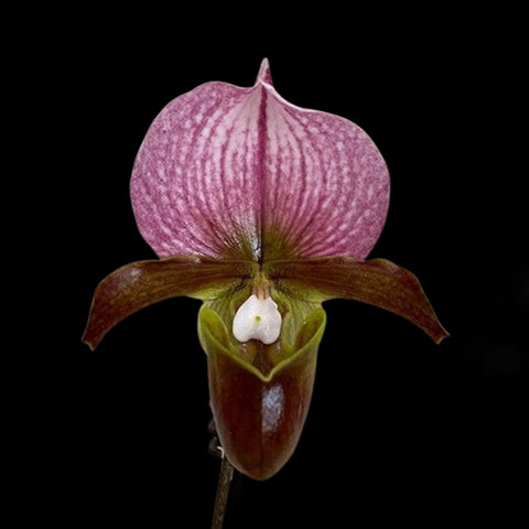 法爾。 speciosa "Mauve" 罩花蝴蝶“芋頭色”