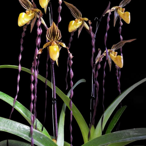 P. Mituo Reflex Dragon 'Blue -2' AM/AOS彌陀反射龍