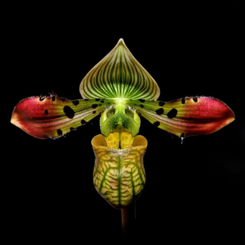 法爾。 speciosa "Mauve" 罩花蝴蝶“芋頭色”