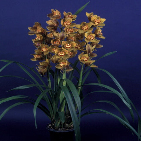 Cym.Mighty Tracey 'Moon Walk’