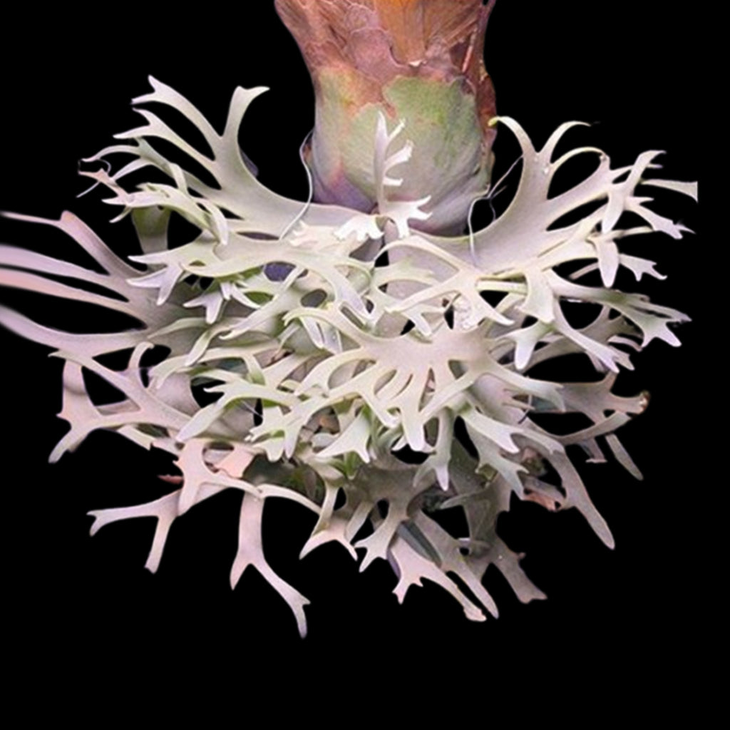 willinckii 'OMG' original pup ② D20_1024x.jpg?v=1733245957