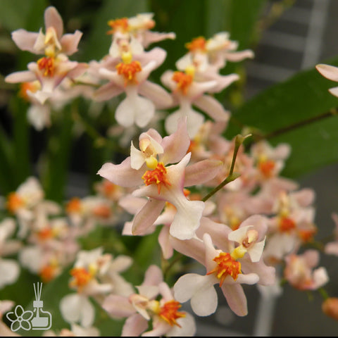 Onc.Tsiku Marguerite ‘CT-Little Spring’ 小春逸