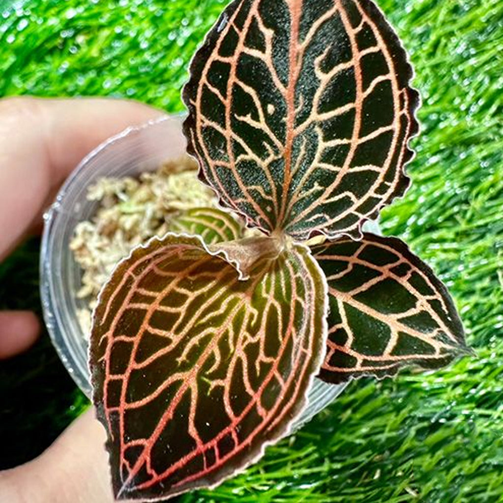 Jewel Orchid Orchidmart jewel-orchid-orchidmart