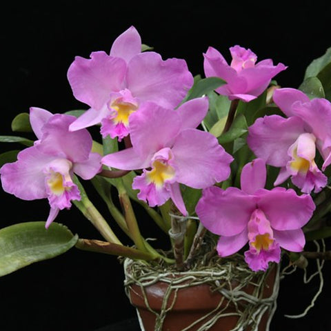 Slc.Doris and Byron ‘Christmas Rose’ 聖誕玫瑰